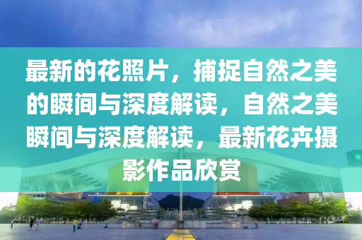最新的花照片，捕捉自然之美的瞬間與深度解讀，自然之美瞬間與深度解讀，最新花卉攝影作品欣賞